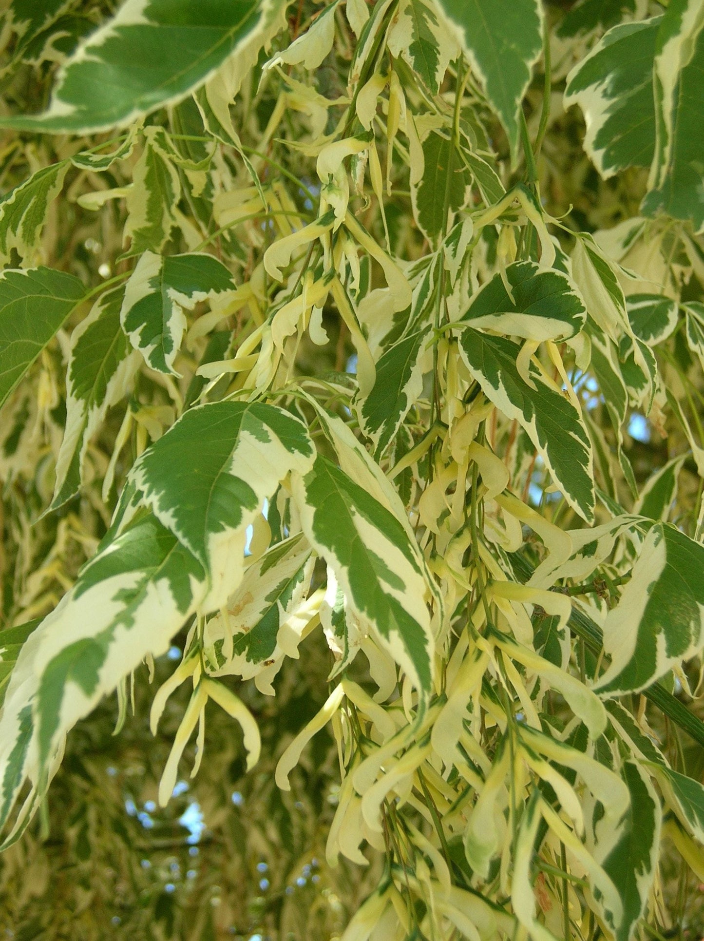ACER negundo 'Variegatum'
