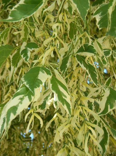 ACER negundo 'Variegatum'