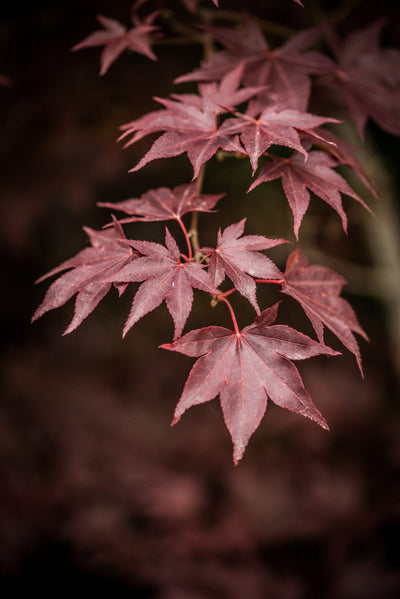 ACER palmatum 'Atropurpureum'
