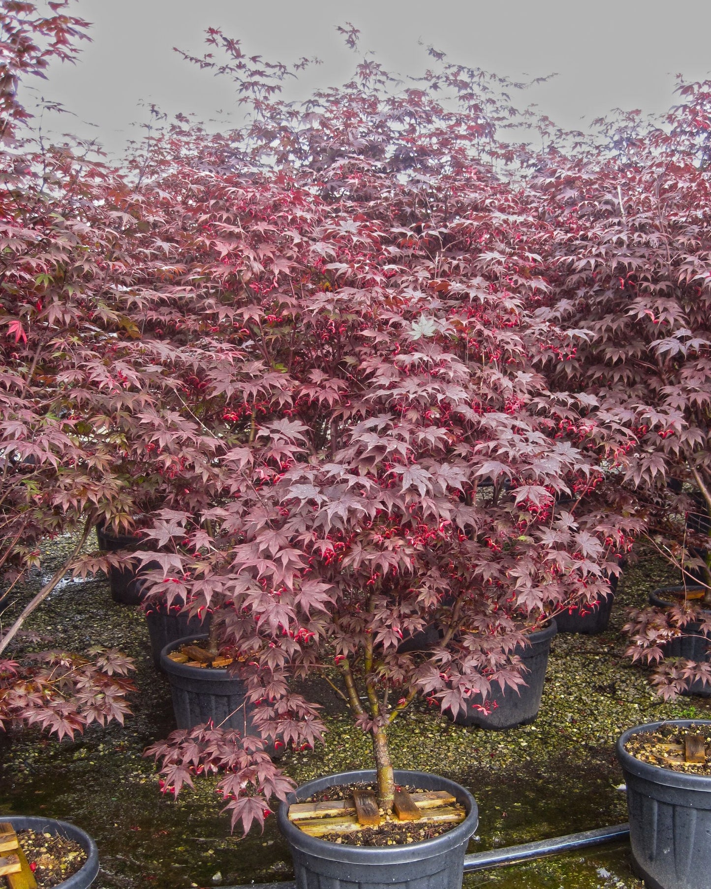 ACER palmatum 'Bloodgood'