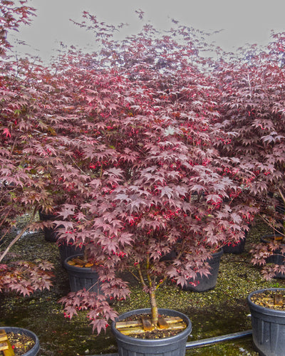 ACER palmatum 'Bloodgood'