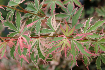 ACER palmatum 'Butterfly'