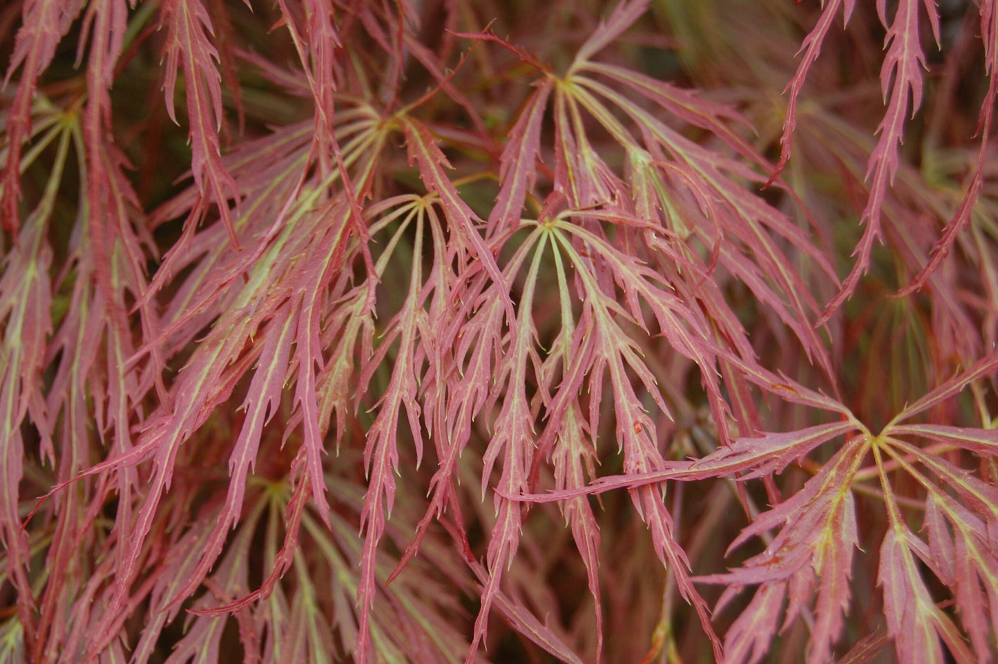 ACER palmatum 'Dissectum Atropurpureum'
