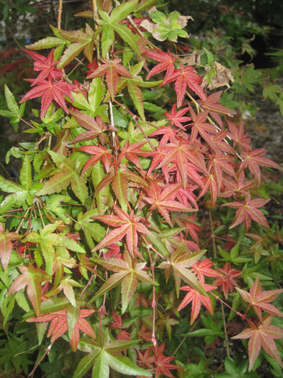 ACER palmatum 'Deshojo'