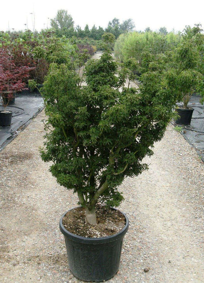 ACER palmatum 'Shishigashira'