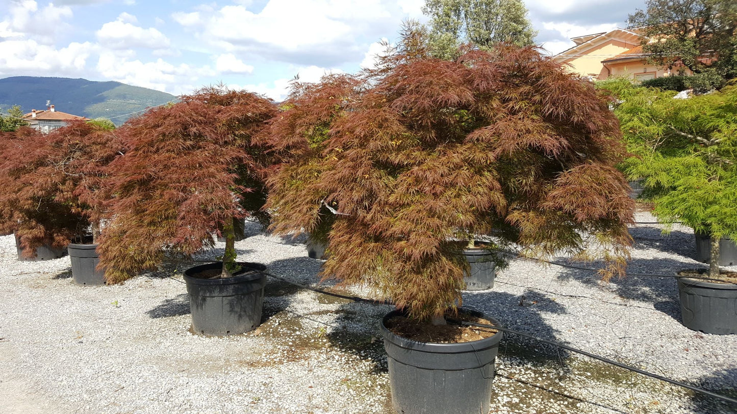 ACER palmatum 'Dissectum Garnet'