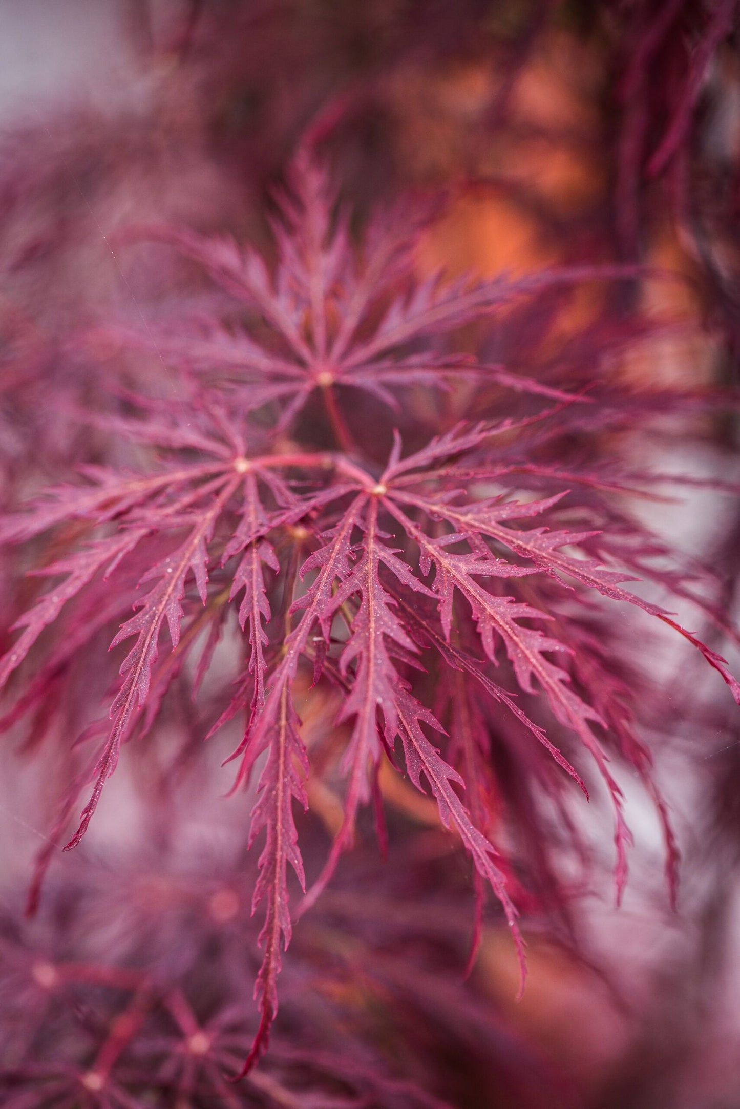 ACER palmatum 'Dissectum Inaba Shidare'