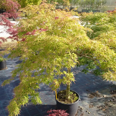 ACER palmatum 'Dissectum Viridis'