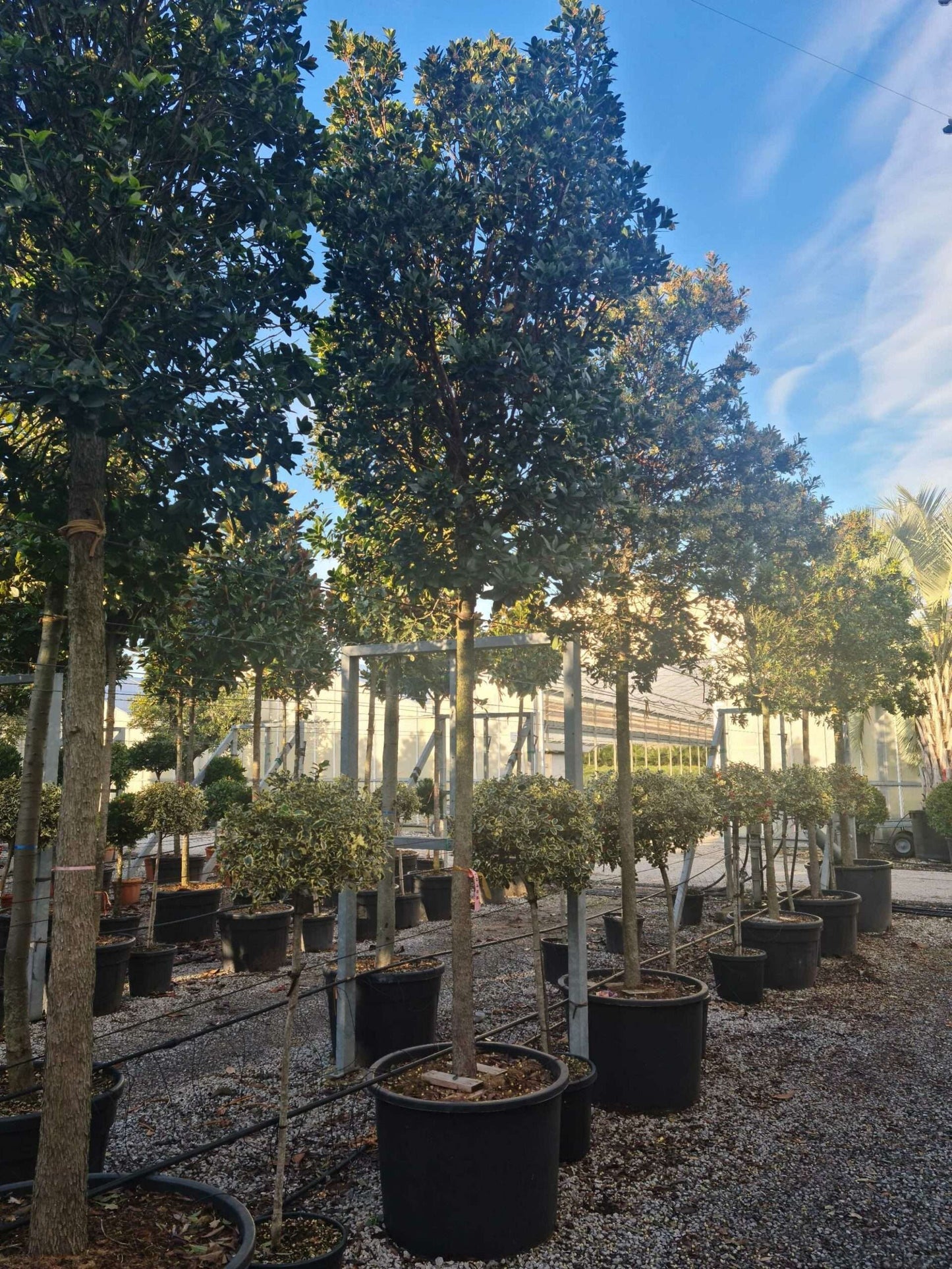 ARBUTUS unedo 'Compacta'
