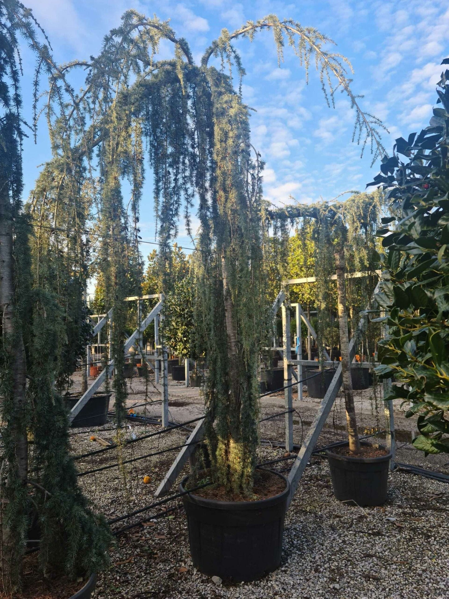 CEDRUS atlantica 'Glauca'