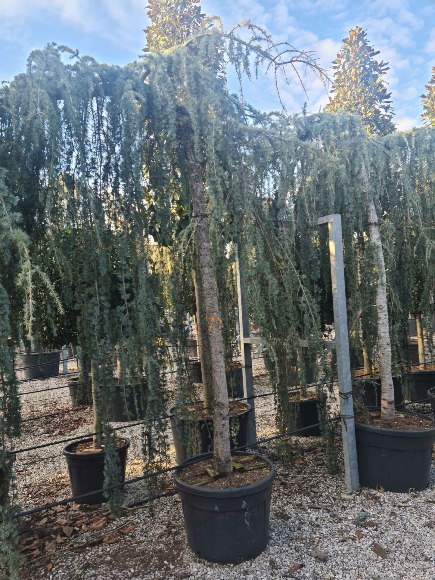 CEDRUS atlantica 'Glauca'