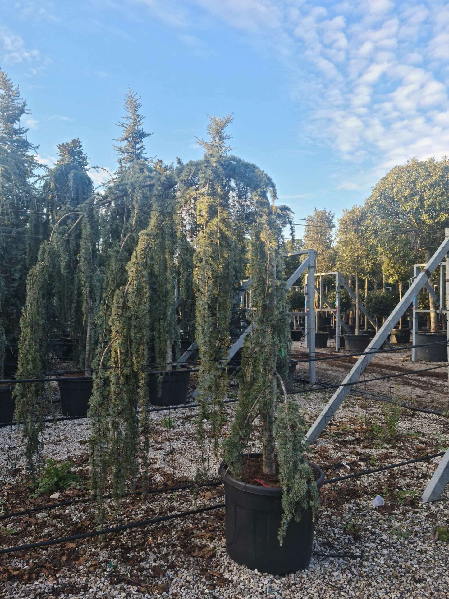 CEDRUS atlantica 'Glauca'
