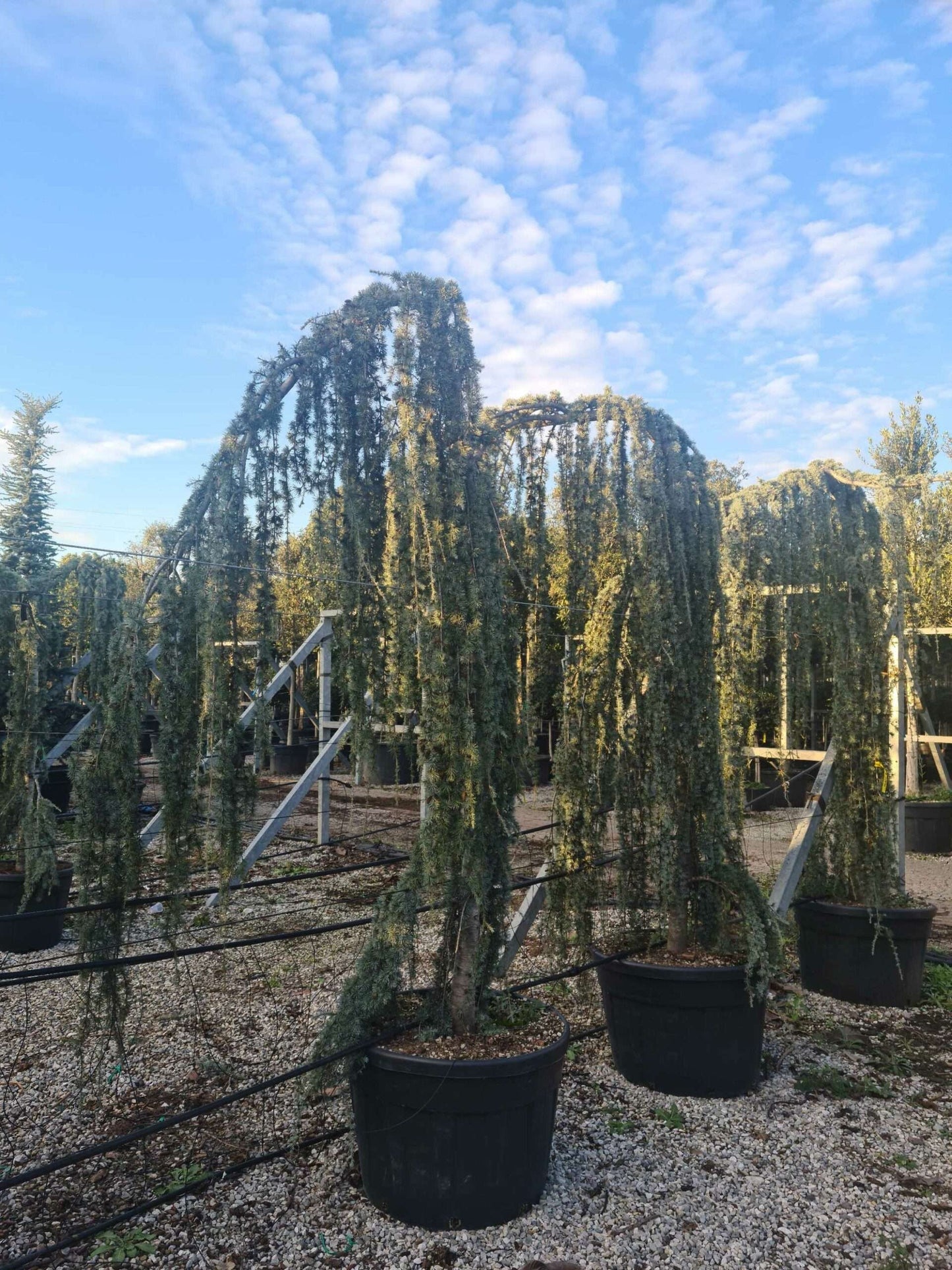 CEDRUS atlantica 'Glauca'