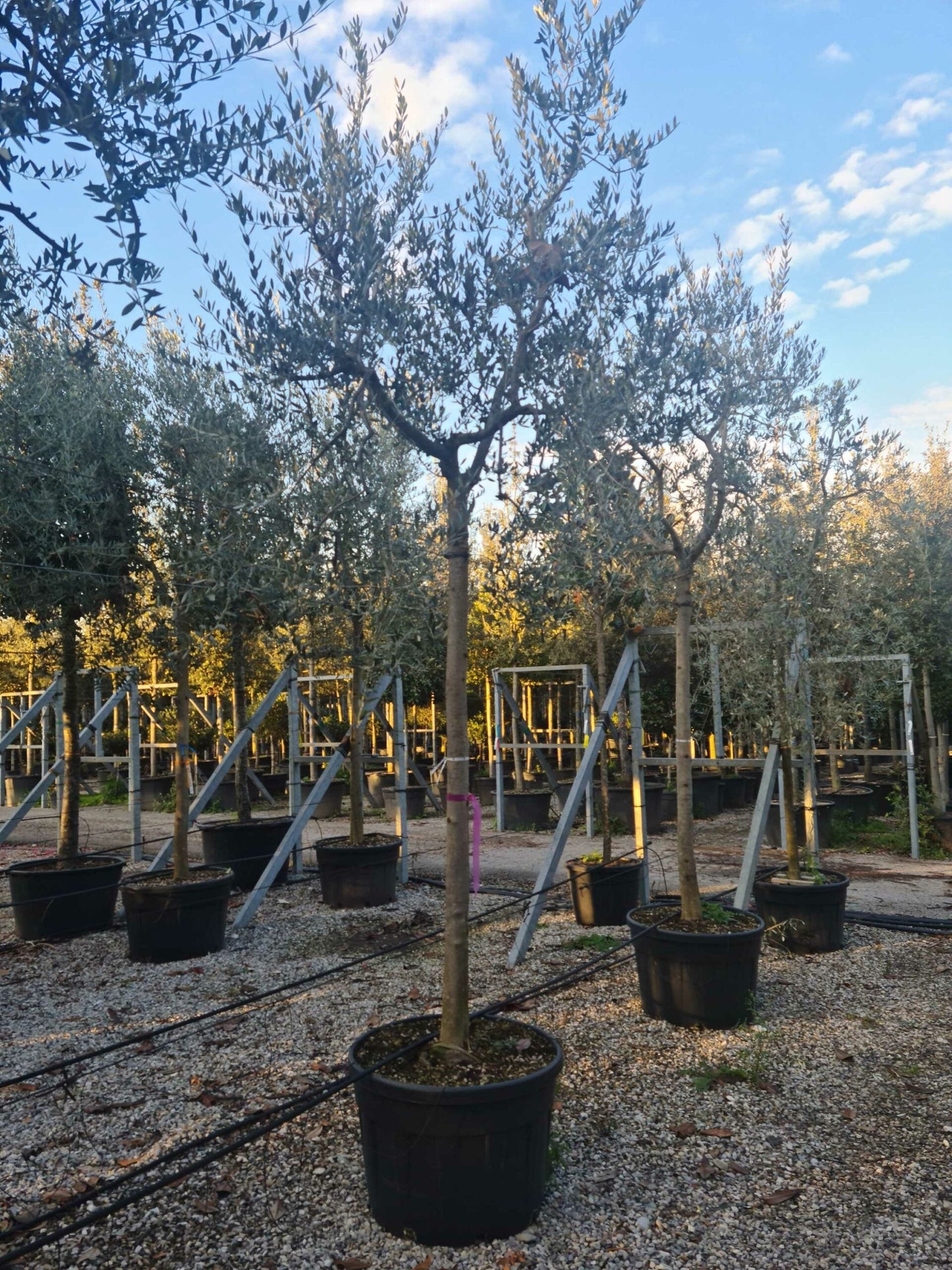 OLEA europaea 'Picholine'