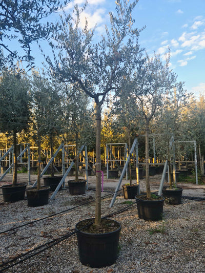 OLEA europaea 'Picholine'