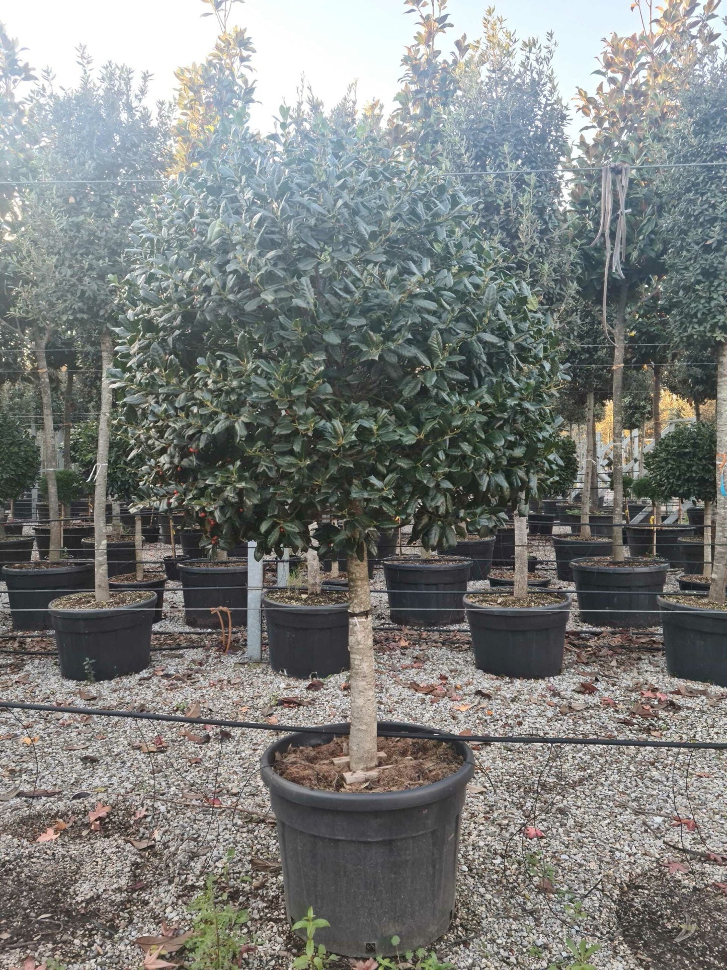 ILEX x altaclerensis 'Golden King'