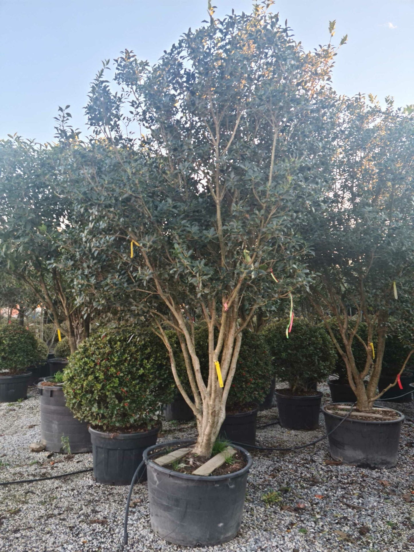 OSMANTHUS heterophyllus 'Giulfti'