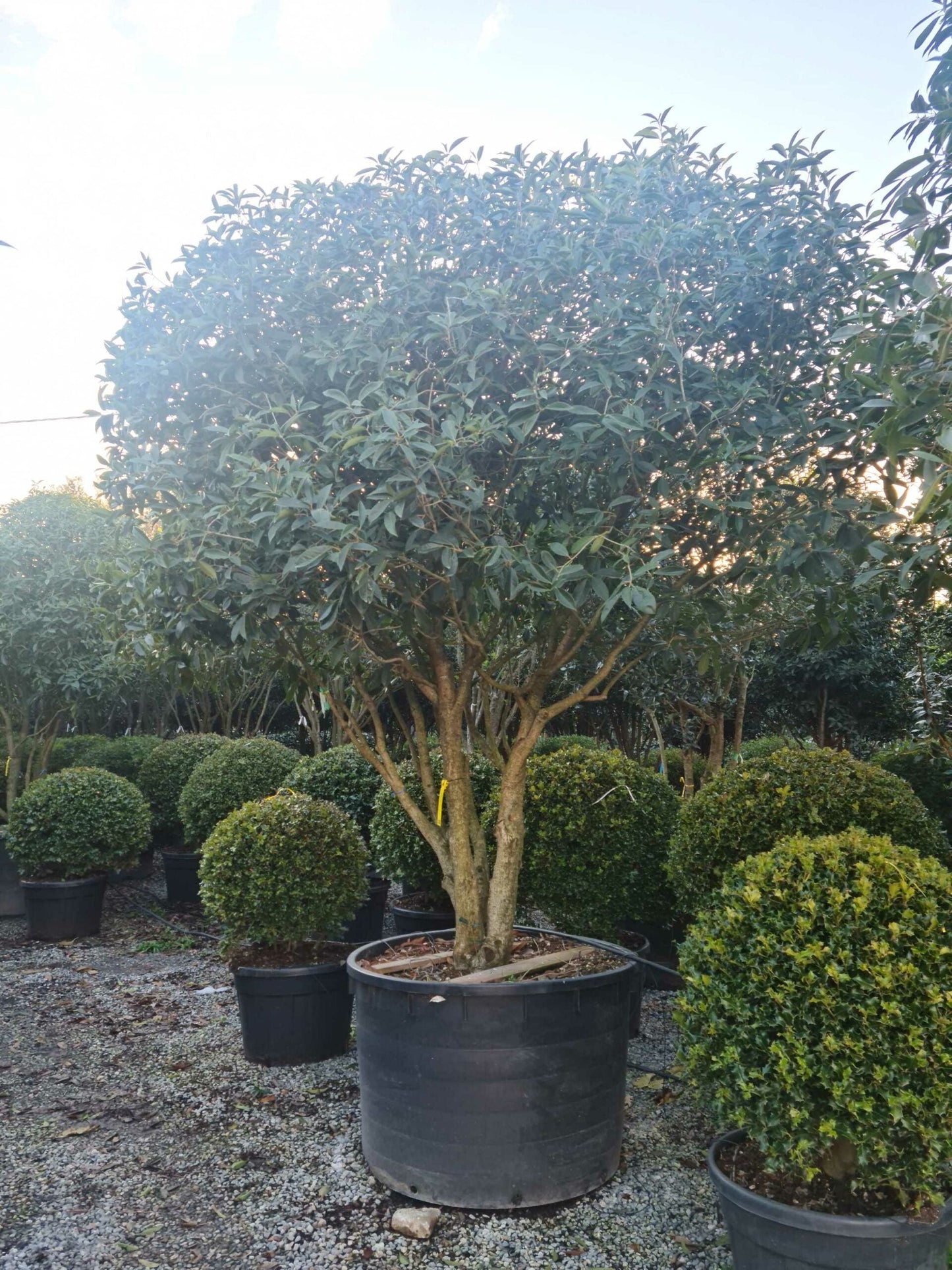 OSMANTHUS fragrans