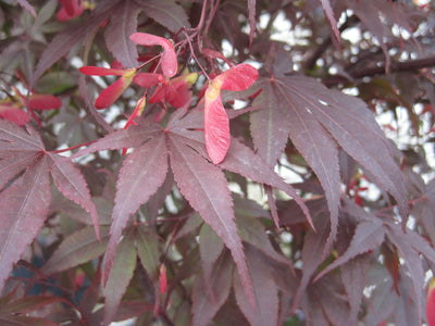 ACER palmatum 'Fireglow'