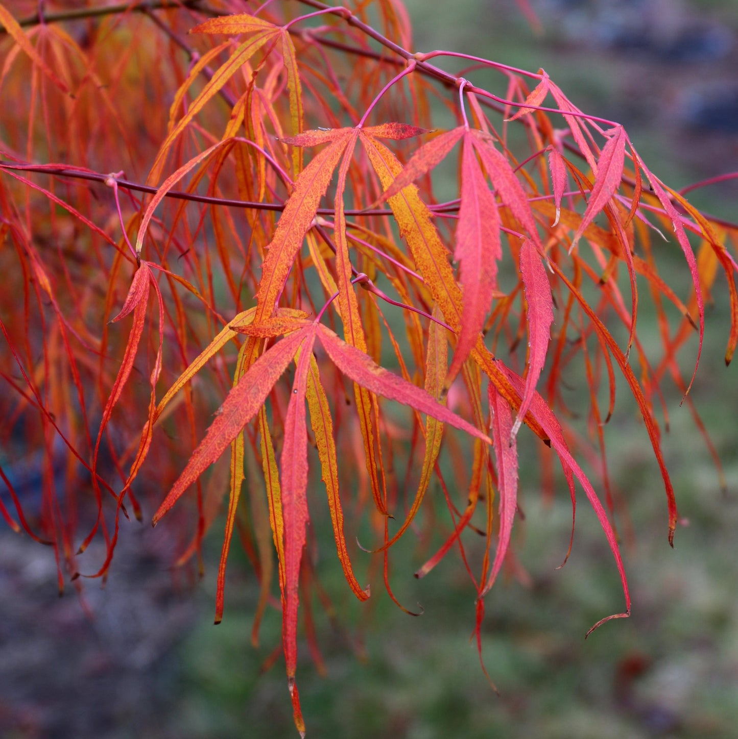 ACER palmatum 'Koto No Ito'