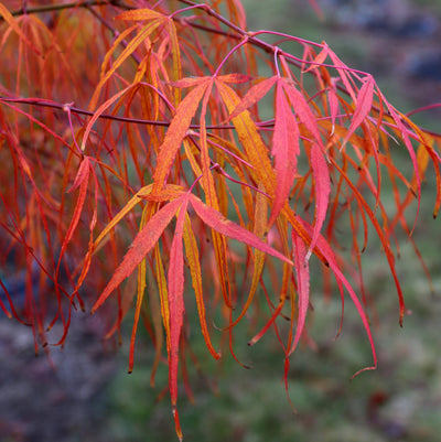 ACER palmatum 'Koto No Ito'