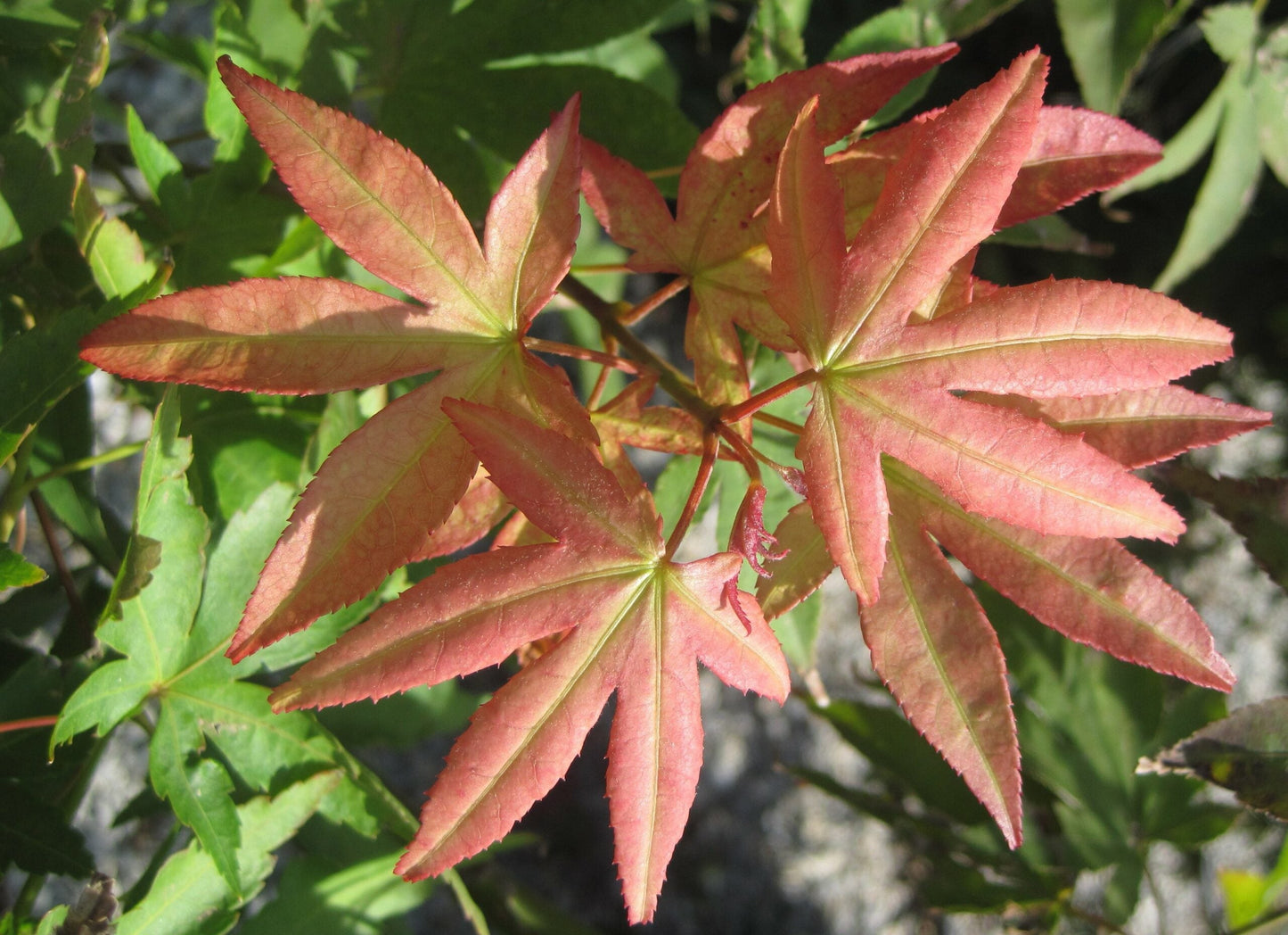 ACER palmatum 'Osakazuki'