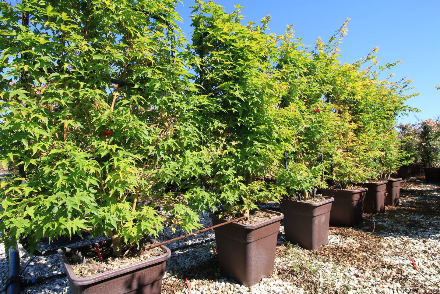 ACER palmatum 'Sango Kaku'