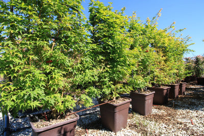 ACER palmatum 'Sango Kaku'