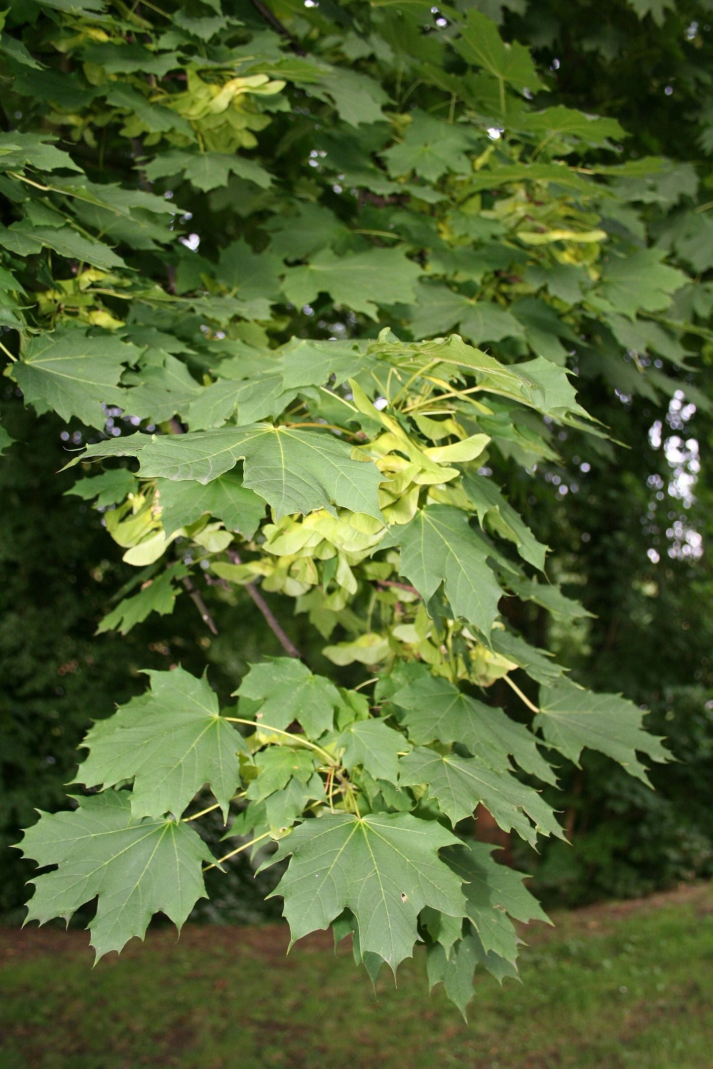 ACER platanoides