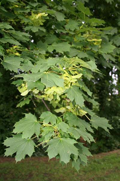 ACER platanoides