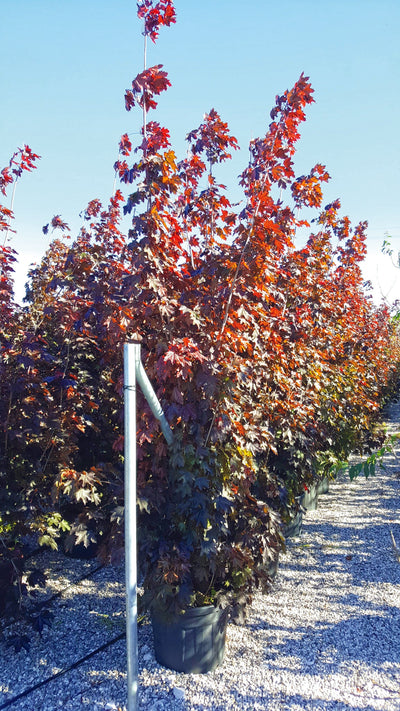 ACER platanoides 'Crimson King'