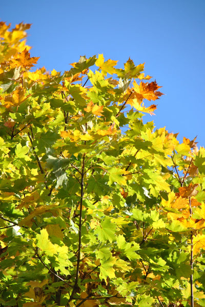 ACER platanoides 'Cleveland'