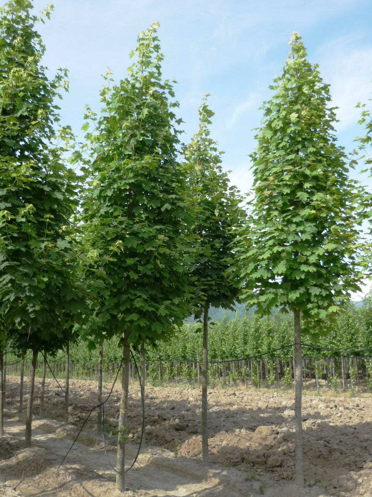 ACER platanoides 'Columnare'