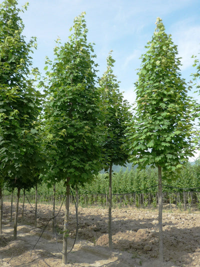 ACER platanoides 'Columnare'