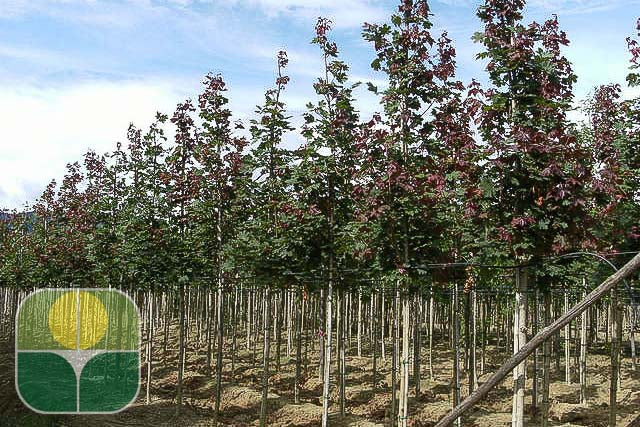 ACER platanoides 'Deborah' ®