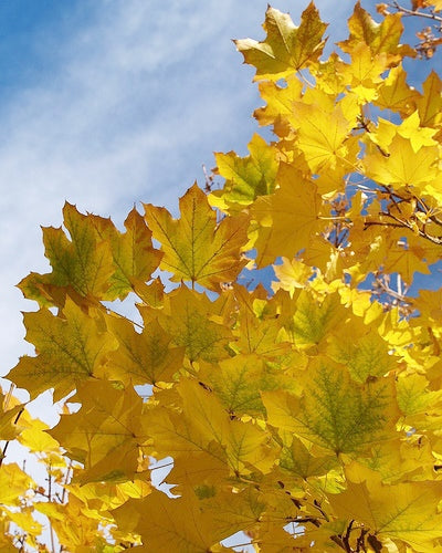 ACER platanoides 'Emerald Queen'