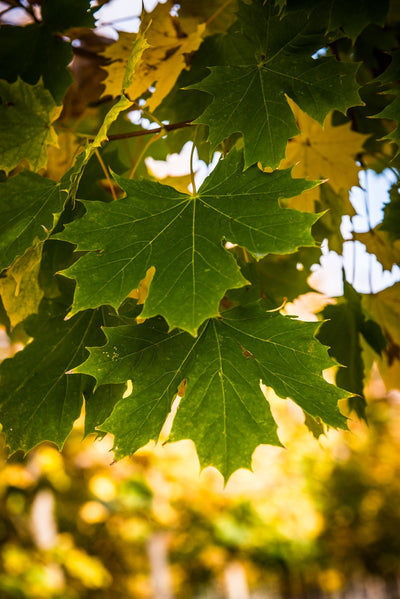 ACER platanoides 'Fairview' ®