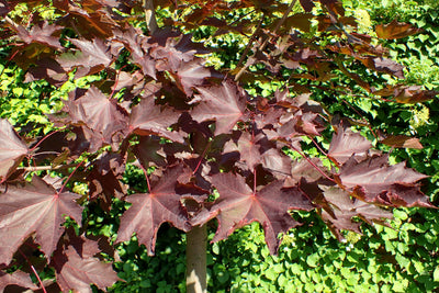 ACER platanoides 'Faassen's Black'
