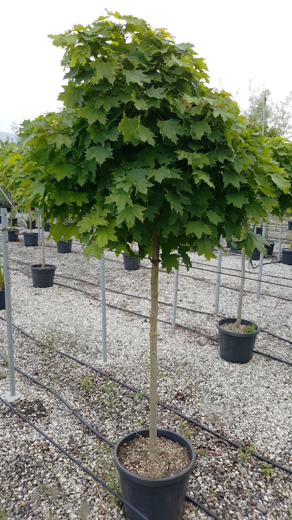 ACER platanoides 'Globosum'