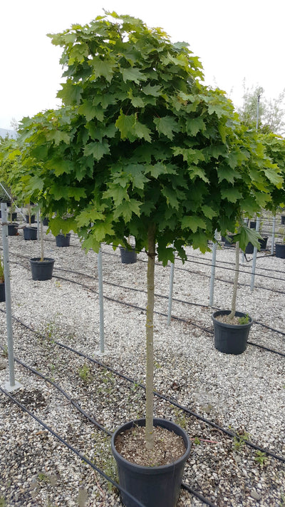 ACER platanoides 'Globosum'