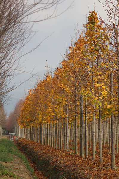 ACER platanoides 'Parkway'