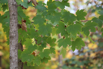 ACER pseudoplatanus