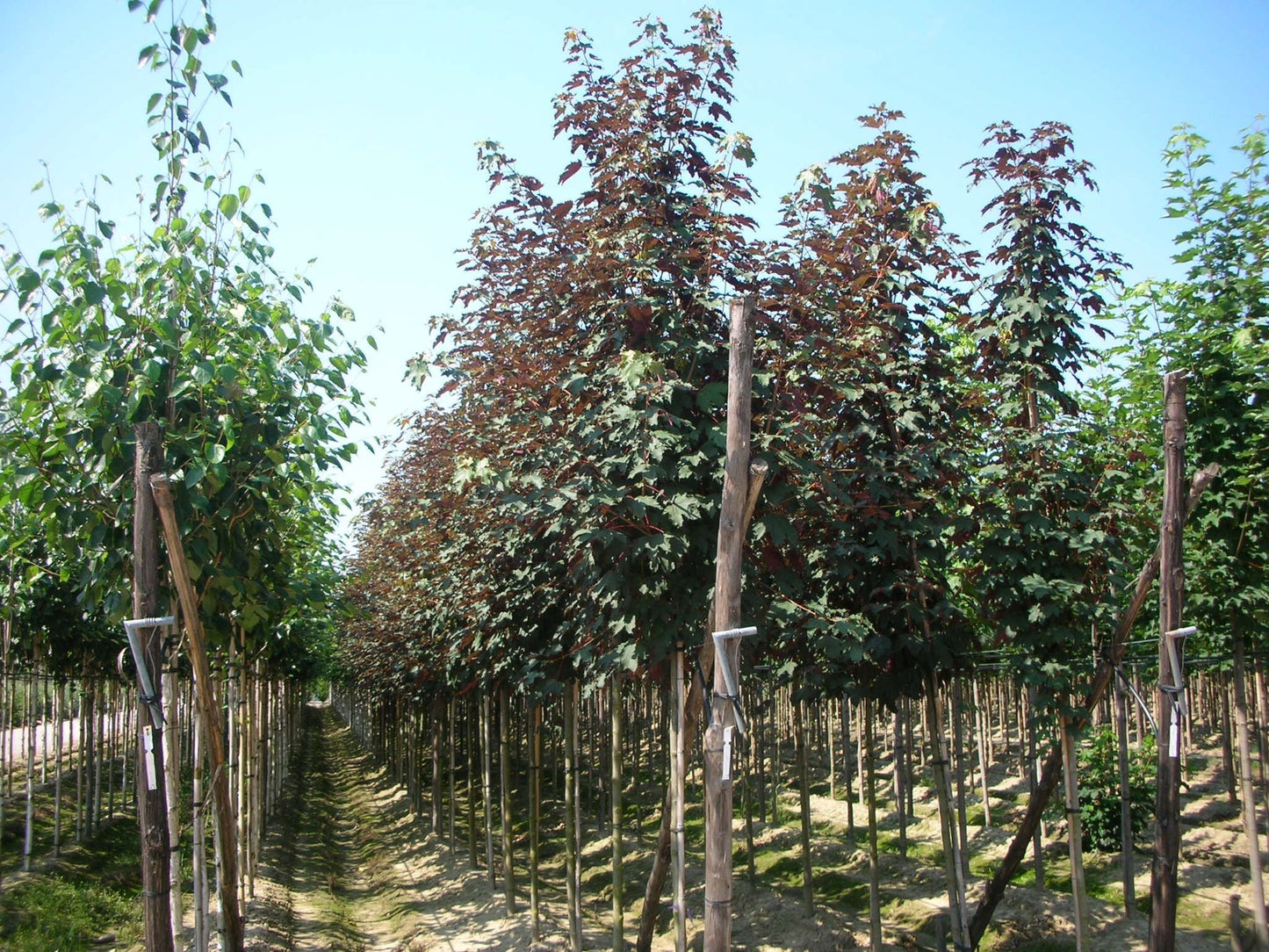 ACER pseudoplatanus 'Atropurpureum'