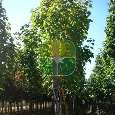 ACER pseudoplatanus 'Negenia'