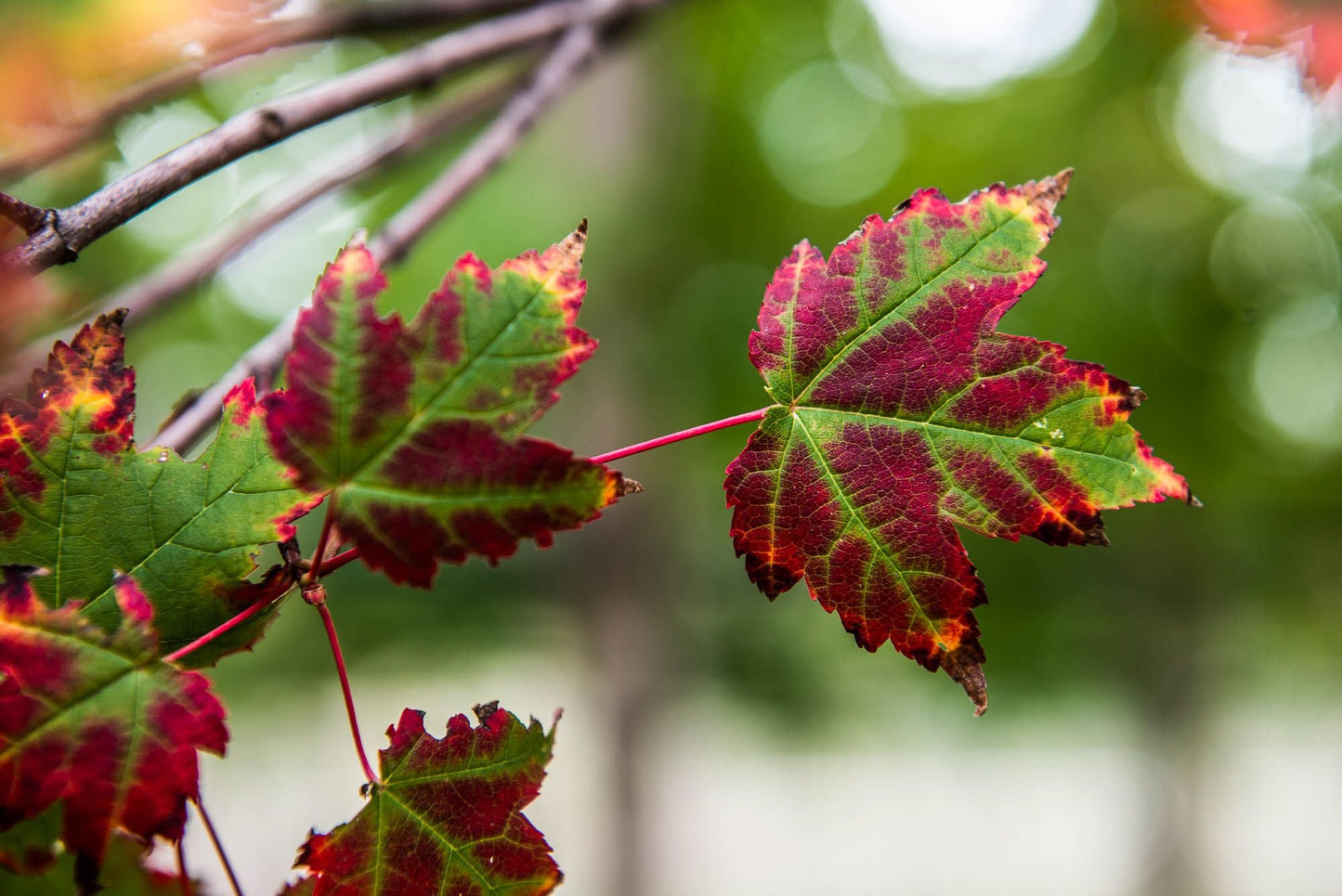 ACER rubrum 'Burgundy Belle' ®