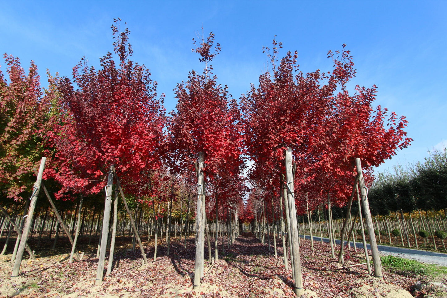 ACER rubrum 'Brandywine'