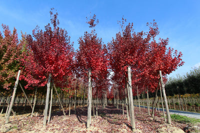 ACER rubrum 'Brandywine'
