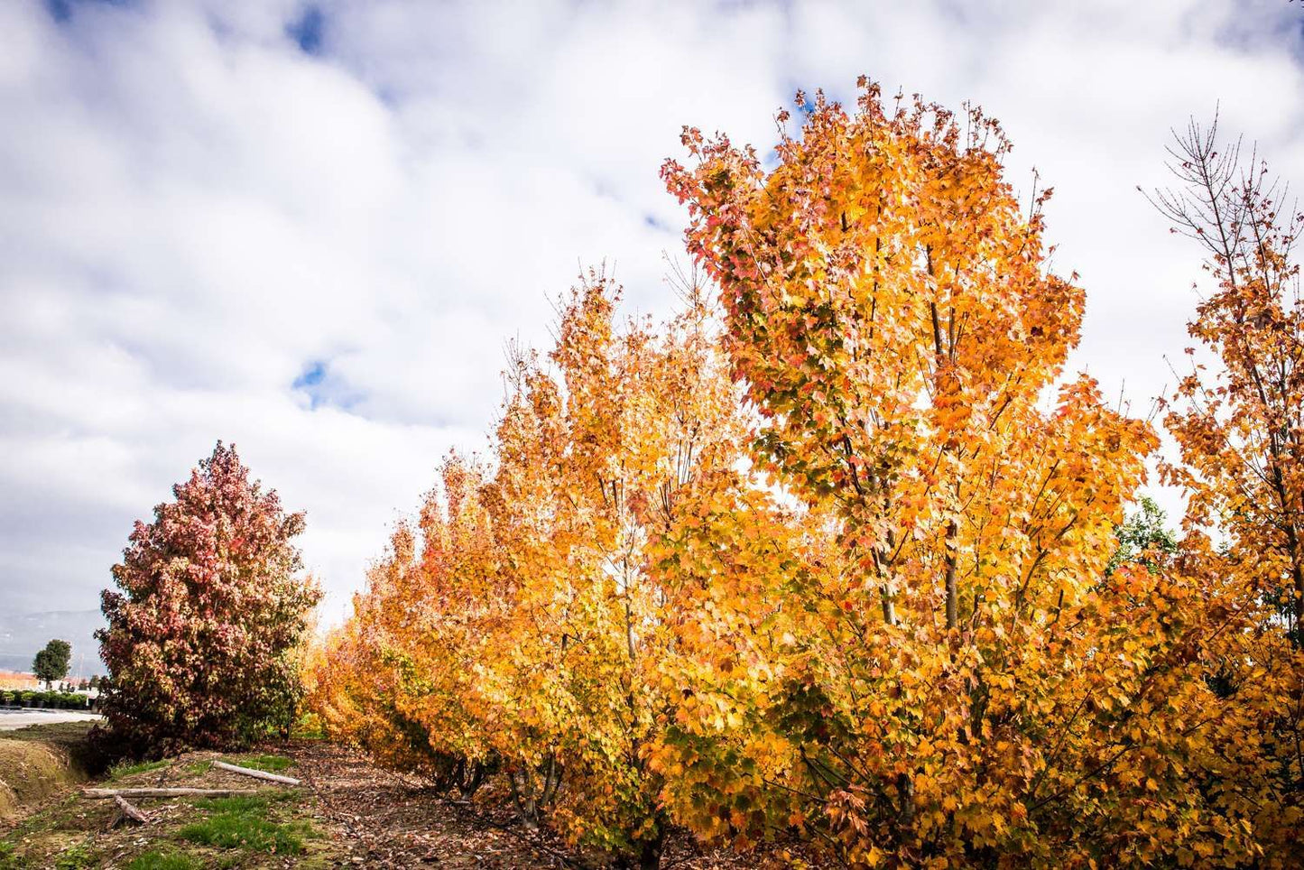 ACER rubrum 'Joseph'