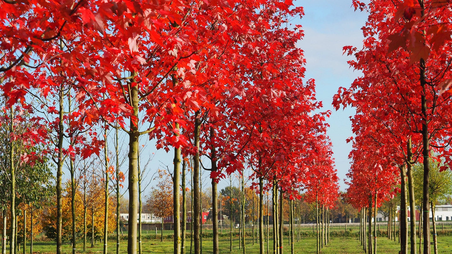 ACER rubrum 'Somerset'
