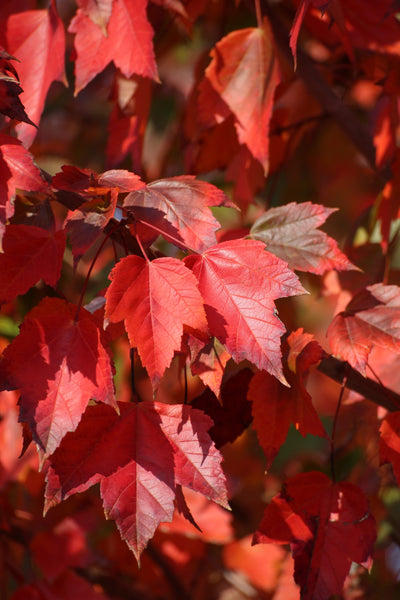 ACER rubrum 'Red Sunset' ®